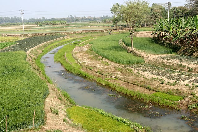 প্রায় ১২৩ কিলোমিটার দৈর্ঘ্য করতোয়া নদীর। এখন কোথাও কোথাও মরে গেছে। নদীর বুকে চলছে চাষাবাদ। মসলা গবেষণা কেন্দ্র এলাকা, শিবগঞ্জ, বগুড়া।