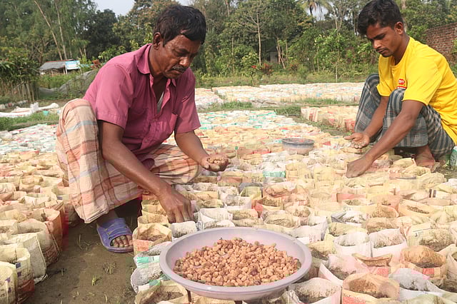 নার্সারিতে টক বরইয়ের বীজ বপন করছেন জবেদ আলী ও মিন্টু প্রামাণিক। এক মাসে গাছ বেরোবে। পরে জাত ভেদে চারাগাছ কলম করা হবে। গোকুল, বগুড়া, ২৮ ফেব্রুয়ারি। ছবি: সোয়েল রানা