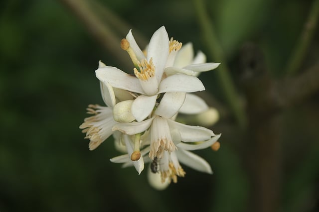 ফুটে আছে মাল্টা ফুল। গোকুল, বগুড়া, ২৮ ফেব্রুয়ারি। ছবি: সোয়েল রানা