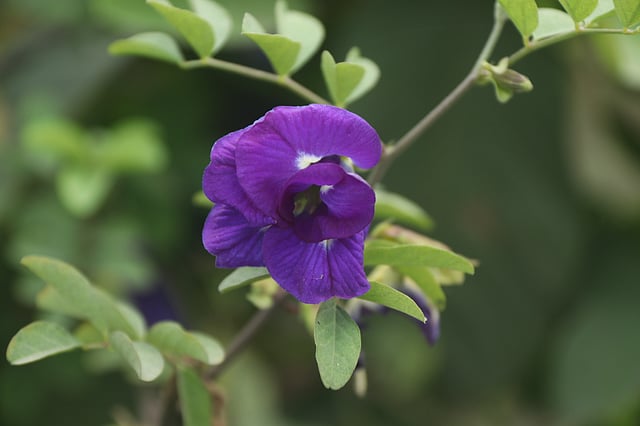 সড়কের ধারে ফুটে আছে দৃষ্টিনন্দন ফুল। মহাস্থান এলাকা, শিবগঞ্জ, বগুড়া, ২৮ ফেব্রুয়ারি। ছবি: সোয়েল রানা