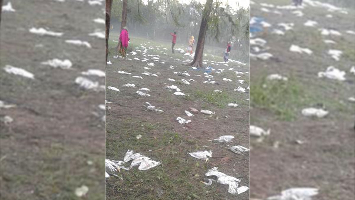 নড়াইলের মৃত পাখিরা। ছবি: প্রথম আলো