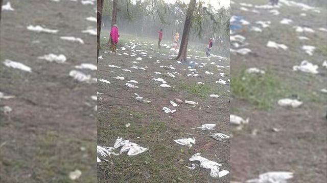 নড়াইলের মৃত পাখিরা। ছবি: প্রথম আলো