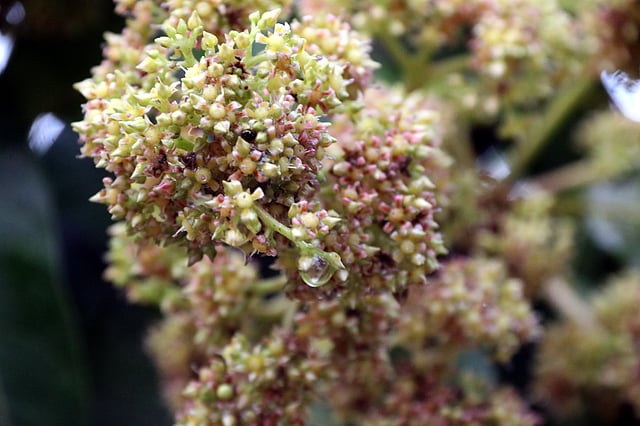 বৃষ্টিভেজা আমের মুকুল। রাজাহাটা, রাজশাহী, ২৮ ফেব্রুয়ারি। ছবি: শহীদুল ইসলাম