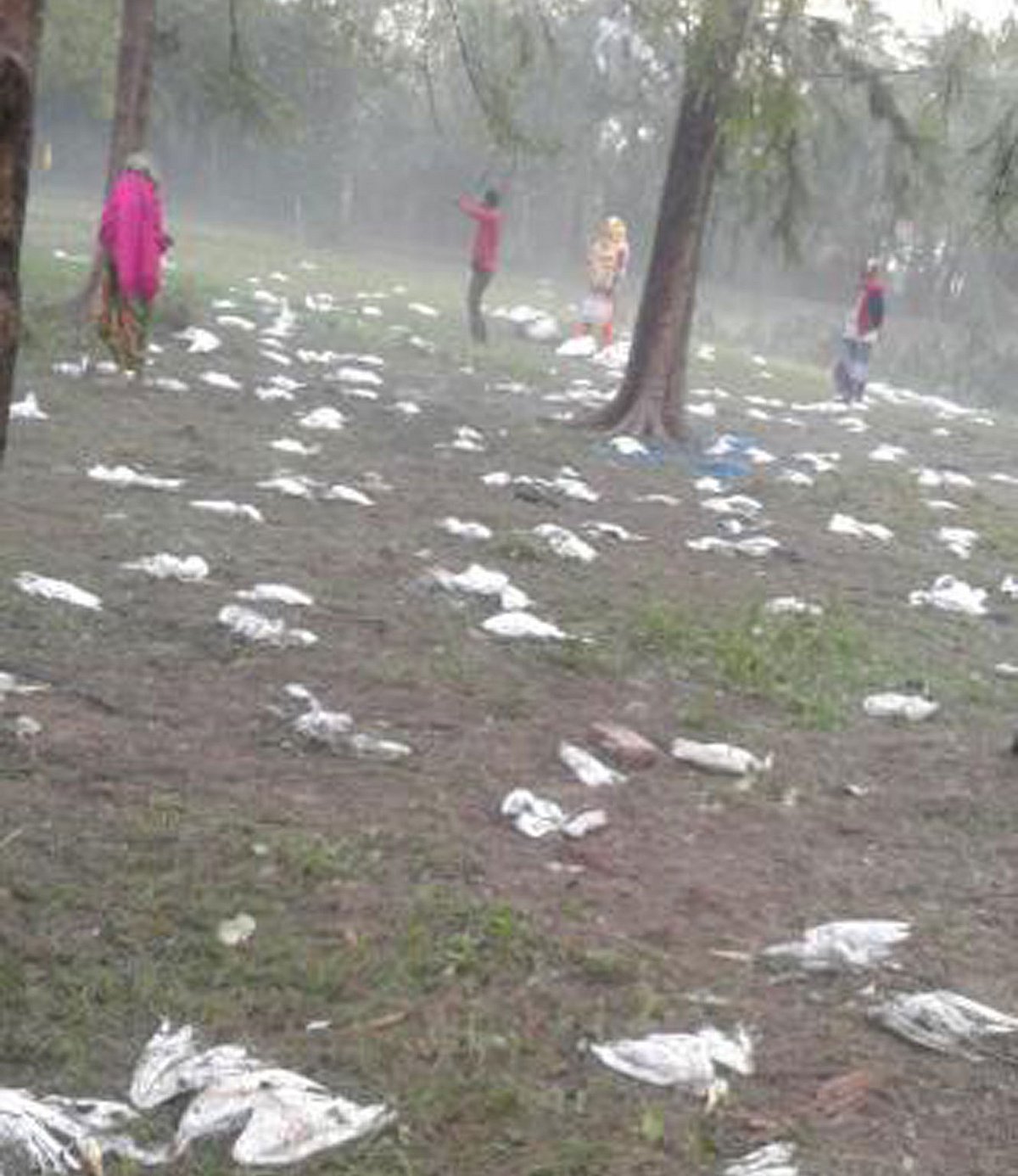 অসংখ্য পাখি মরে মাঠে পড়ে আছে