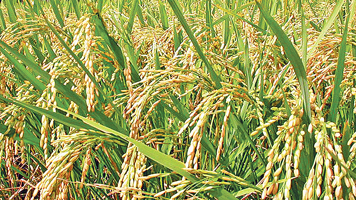 প্রতীকী ছবি