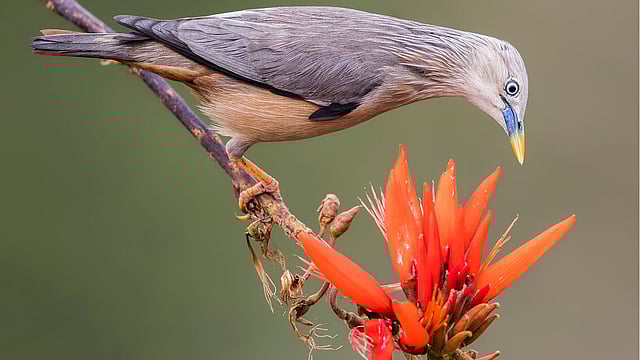 মান্দারের বনে সবচেয়ে বখাটে পাখি কাঠশালিক। দিনজুড়ে তাদের হইচই আর কিচিরমিচির মাতিয়ে রাখে বন।