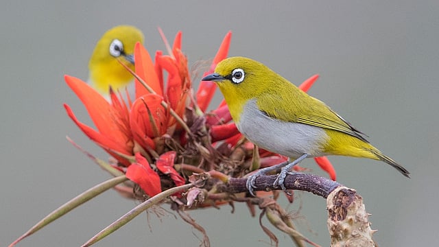 খালি চোখে এই পাখি দেখা বেশ কষ্টকর। সুন্দর এই পাখির নাম বাবুনাই।