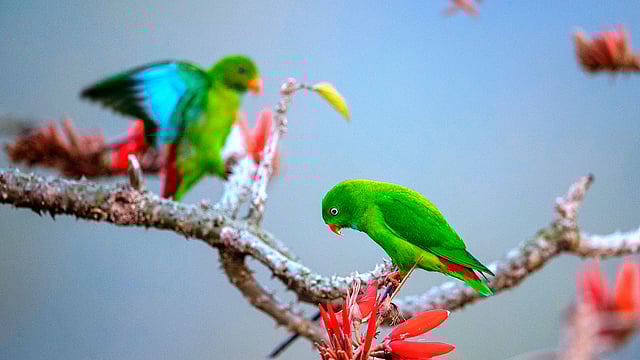 মান্দার ফুলের পাশে বাসন্তী লটকন টিয়া। সব পাখি যেখানে মধু আহরণ করে ফুলের ওপর বসে, সেখানে বাসন্তী লটকন উল্টোভাবে ঝুলে থাকে ফুলের নিচে।