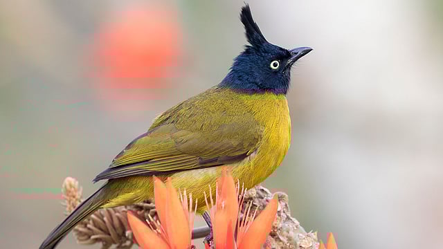 মান্দার বনের নিঃসঙ্গ পাখি কালো ঝুঁটি বুলবুলি।