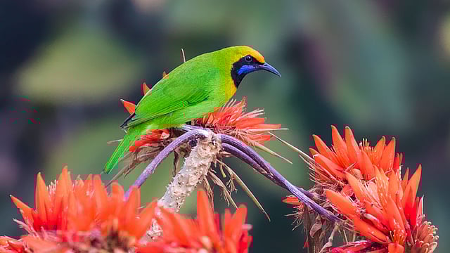 মান্দারবনের মাঝে সোনালি সবুজের রানি সোনাকপালী হরবোলা।