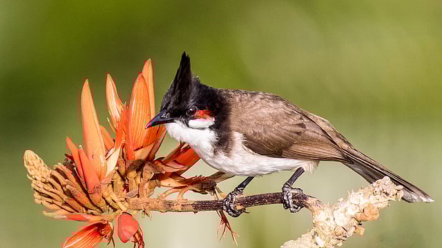 বনে রাজা থাকবে। সোনালি রানি থাকবে। আর সিপাহি থাকবে না, তা তো হয় না! মান্দার বনের প্রহরী সিপাহি বুলবুলি।