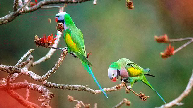 বিশেষ রকমের হাঁকডাক শুনলেই বুঝতে হবে ফুলের বাগানে হাজির হয়েছে লালবুক টিয়া।