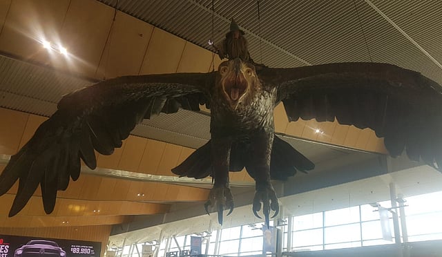 ওয়েলিংটন বিমানবন্দরে ‘দ্য হবিট’ ট্রিলজির দুই ইগলের একটি। ছবি: লেখক