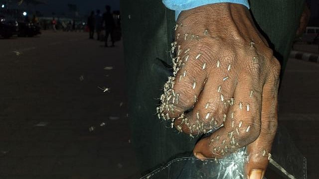 প্রথম আলো ফাইল ছবি