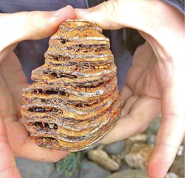 ৪০ হাজার বছর আগের লোমশ স্তন্যপায়ীর দাঁত