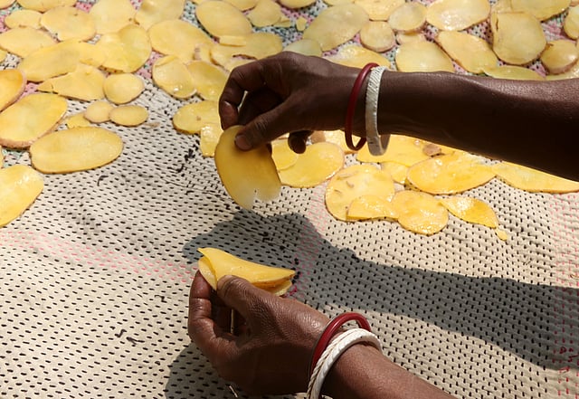 পরম যত্ন নিয়ে কাটা আলু রোদে শুকাতে দেওয়া হচ্ছে। কুটামহিন, গাবতলী, বগুড়া, ৪ মার্চ। ছবি: সোয়েল রানা