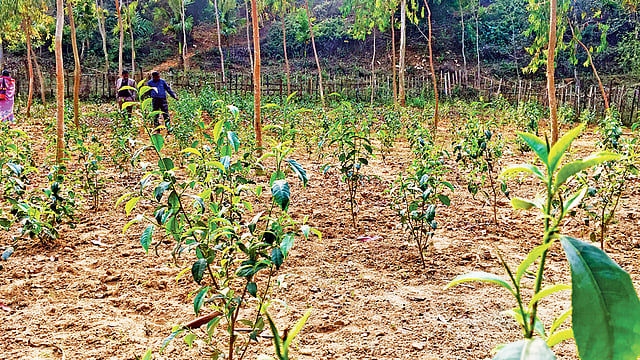 চায়ের চাষ হচ্ছে শেরপুর জেলার ঝিনাইগাতীর গান্ধীগাঁও গ্রামে।  ছবি: সংগৃহীত