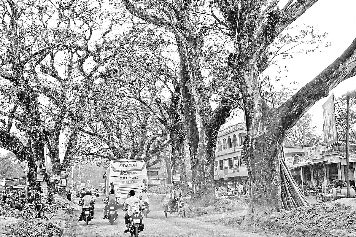 যশোর-বেনাপোল মহাসড়ক সংস্কারে ঝুঁকিতে পড়েছে শতবর্ষী গাছগুলো। গত শুক্রবার বিকেলে নাভারণ পুরাতন বাজার এলাকায়। ছবি: এহসান-উদ-দৌলা