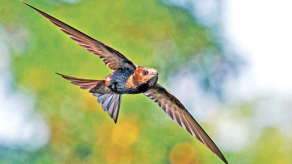 কমন সুইফট