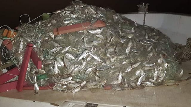 কারেন্ট জালে এভাবেই আটকে ছিল জাটকা। ছবি: প্রথম আলো