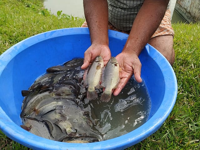 বাংলাদেশ মৎস্য গবেষণা ইনস্টিটিউটে কই মাছের জাত উন্নয়নে গবেষণা চলছে।