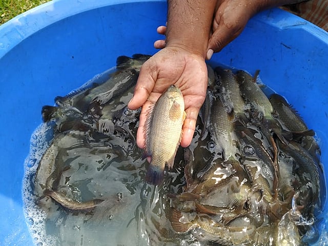 বাংলাদেশ মৎস্য গবেষণা ইনস্টিটিউটে কই মাছের জাত উন্নয়নে গবেষণা চলছে।