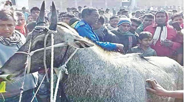 দিনাজপুরের রামসাগর জাতীয় উদ্যানের মিনি চিড়িয়াখানায় স্ত্রী নীলগাইটি মারা গেছে। ছবি: সংগৃহীত