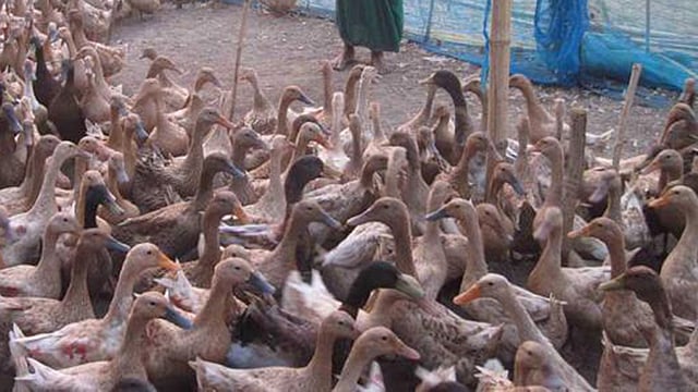 প্রতীকী ছবি