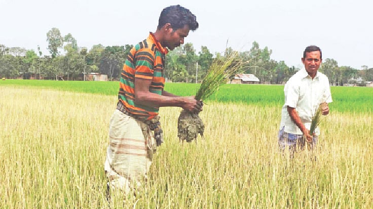 অতিরিক্ত আগাছানাশক ছিটিয়ে ধানখেতের ধান নষ্ট করা হয়েছে। রোববার দুপুরে নওগাঁর বদলগাছি উপজেলার গোরশাহী মাঠে। ছবি: প্রথম আলো