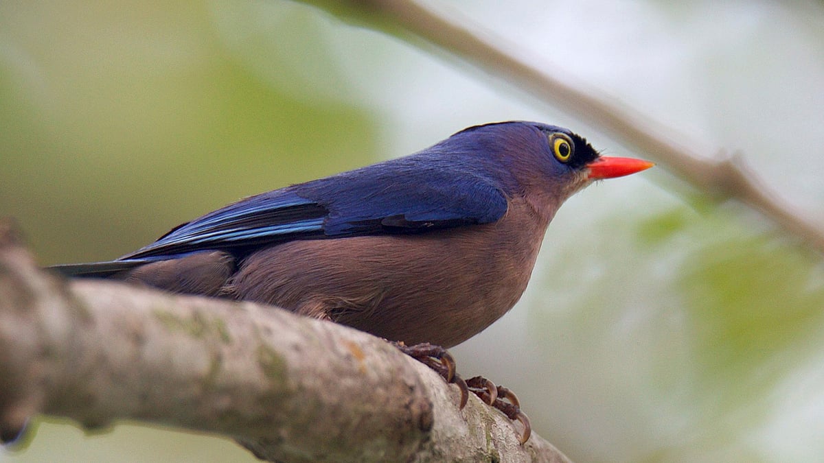 বনমালী
