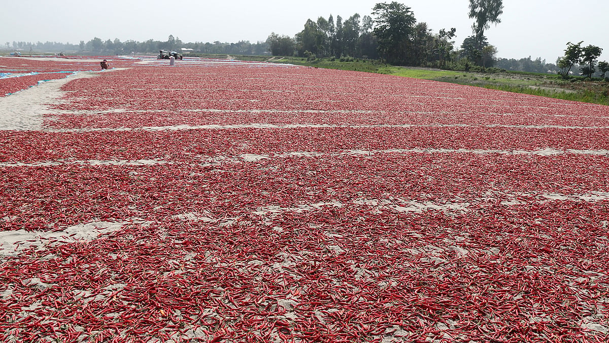 সোনাতলা উপজেলার খাটিয়ামারী, শিমুলতাইড়, তেকানী চুকাইনগর, পাকুল্লা ও কাচারি এলাকার মানুষ লাল মরিচ শুকিয়ে নিচ্ছেন।