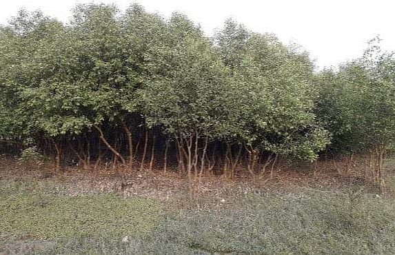 বনটির নাম দেওয়া হয়েছে পাইকগাছা ম্যানগ্রোভ বন। ছবি: সাদ্দাম হোসেন
