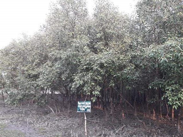 খুলনার পাইকগাছা পৌরসভার শিবসা নদীর পাড়ে বনটি গড়ে তোলা হয়েছে। ছবি: সাদ্দাম হোসেন