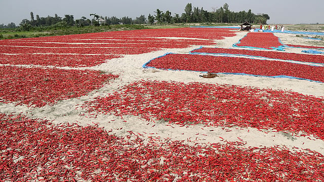 যমুনার চর রাঙাচ্ছে লাল মরিচ।