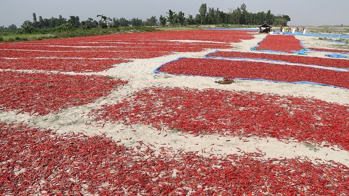 যমুনার চর রাঙাচ্ছে লাল মরিচ