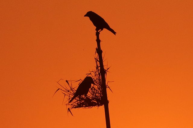 দিন শেষে নিজের ঘরে। ছবি: নীরব চৌধুরী