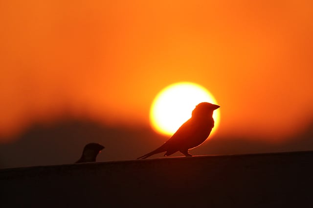সূর্যাস্তের সৌন্দর্য যেন আরও বাড়িয়েছে পাখিরা। ছবি: নীরব চৌধুরী