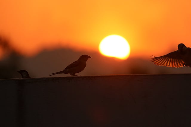 ঘরে ফিরবে পাখিরা। ছবি: নীরব চৌধুরী