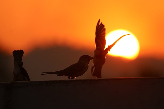 দিন শেষে ওদের খুনসুটি। ছবি: নীরব চৌধুরী