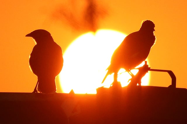 খাগড়াছড়িতের শাপলা চত্বরে সূর্যাস্তের সময়ে যুগল পাখি। ছবি: নীরব চৌধুরী