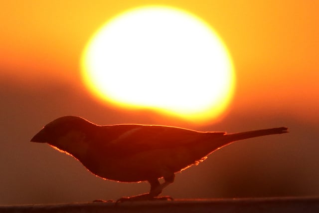 দিন শেষে চুপটি বসে ক্লান্ত পাখি। ছবি: নীরব চৌধুরী