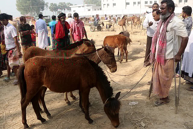 বিক্রির জন্য আনা দুটি ঘোড়া। দাম হাঁকা হচ্ছে দুই লাখ টাকা।