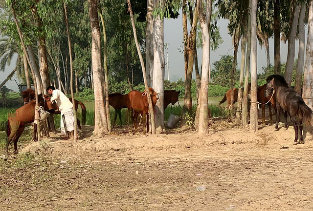 বিক্রির জন্য আনা ঘোড়া অলস সময় পার করছে।