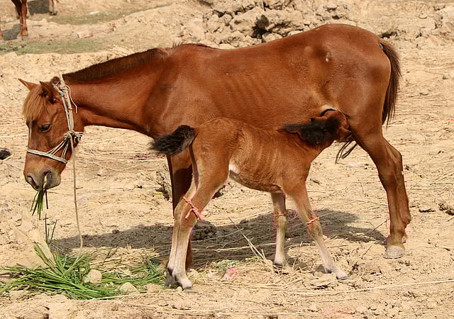 মায়ের দুধ পান করছে বাচ্চা ঘোড়া।