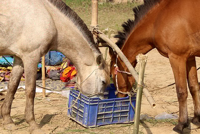 বিক্রির জন্য বেঁধে রাখা জোড়া ঘোড়া।