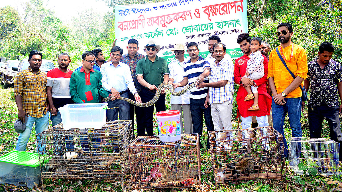 মহান স্বাধীনতা ও জাতীয় দিবস উপলক্ষে বাংলাদেশ বন্য প্রাণী সেবা ফাউন্ডেশনের উদ্যোগে বিপন্ন ১১টি বন্য প্রাণী অবমুক্ত করা হয়েছে। ছবিটি আজ মঙ্গলবার মৌলভীবাজারের লাউয়াছড়ার আমতলী এলাকা থেকে তোলা। ছবি: শিমুল তরফদার