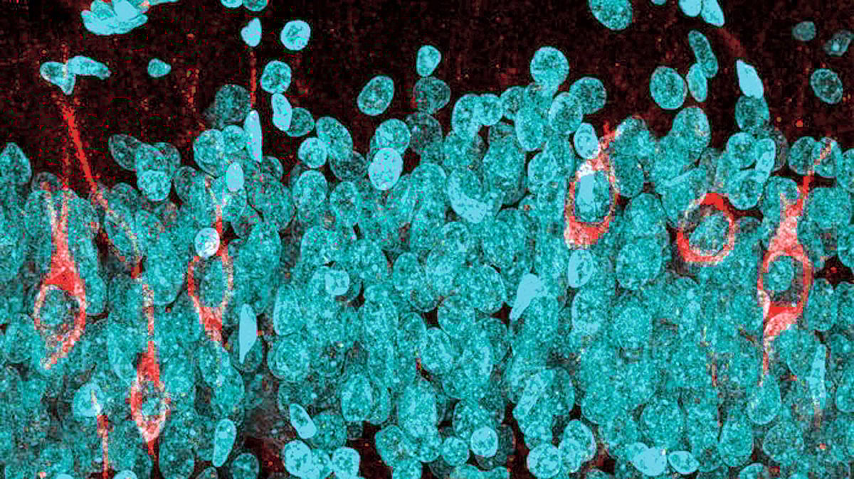 ৬৮ বছর বয়সী এক লোকের মস্তিষ্কের  হিপ্পোকাম্পোস অঞ্চলে অপরিণত (লাল) এবং পরিণত নিউরন (নীল)।  ছবি: নেচার