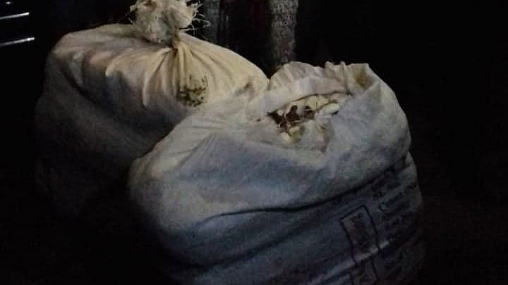 উদ্ধার করা গাঁজা। ছবি: সংগৃহীত