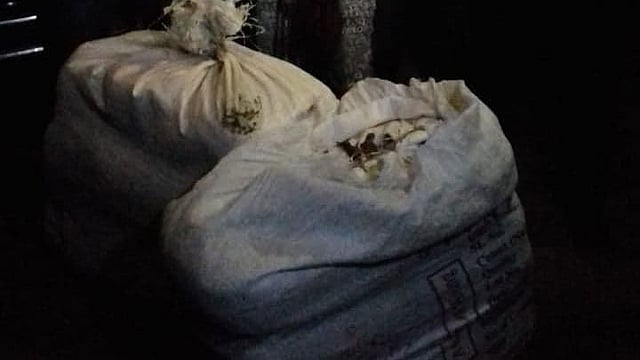 উদ্ধার করা গাঁজা। ছবি: সংগৃহীত