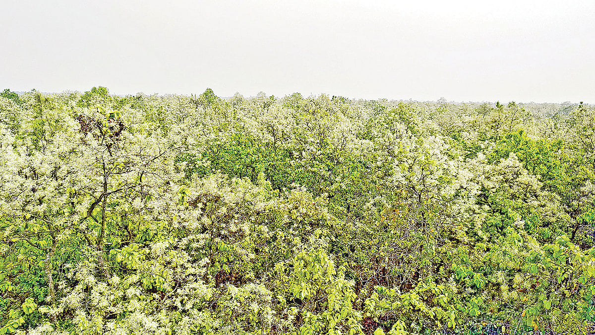 ফুল ফুটেছে গজারি বনে। গত বুধবার গাজীপুরের ভাওয়াল বনাঞ্চলে। ছবি: প্রথম আলো